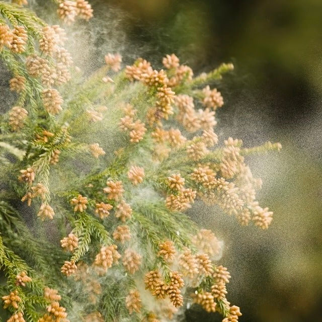 花粉・黄砂・PM2.5による肌荒れ…救世主は玉ねぎ!?